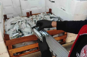 Yasal boy sınırlarının altında avlanılan lüfer ve istavritlere el konuldu