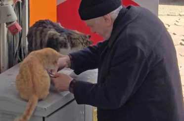 Yaşlı adamın sokak kedilerine şefkati yürekleri ısıttı 