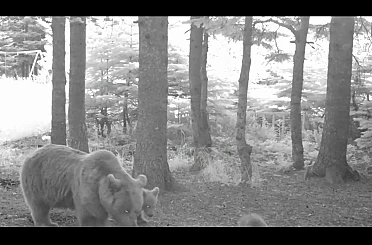 Yavru ayı zıplayarak ailesinin peşinden koştu 