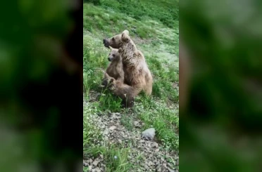 Yavru ayıların sevimli halleri dron kamerasında 