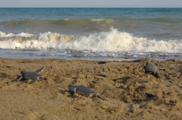 Yavru caretta carettların çıkışları tamamlandı: 210 bin yavru denizle buluştu 