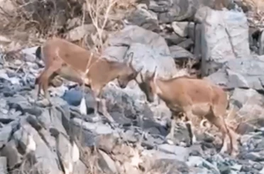 Yavru dağ keçilerinin tatlı çekişmesi kamerada 