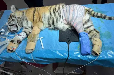 Yavru kaplana Bursa Uludağ Üniversitesi’nde operasyon
