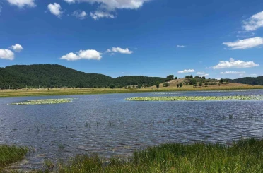Yayla Gölü nilüferlerle renklendi 