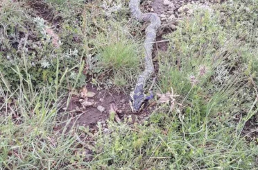 Yaylada görülen engerek yılanı merak ve korkuya neden oldu 