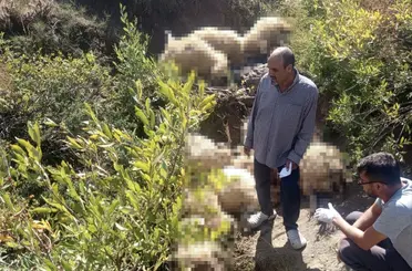 Yaylada yabani hayvandan kaçan sürüdeki 40 koyun telef oldu
