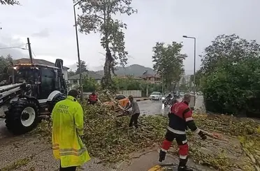 Yayladağı’nda aracın üzerine ağaç devrildi