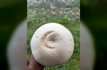 Yayladaki ay yıldızlı mantar görenleri şaşırttı 