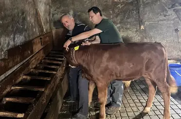 Yaylatepe’de buzağıların küpeleme işlemleri tamamlandı
