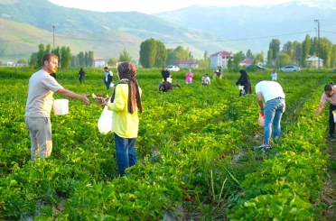 Yemek serbest, götürmek ücretli 