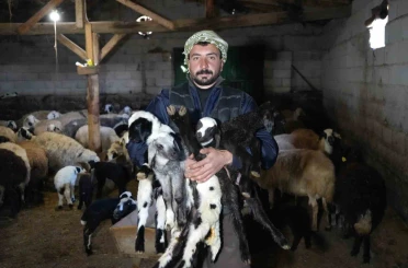 Yeni doğan kuzularla birlikte Erzincanlı besicilerde tatlı bir telaş yaşanıyor 