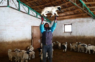 Yeni yıl bereketiyle geldi: Soğuk hava ile birlikte kuzu doğumları arttı 