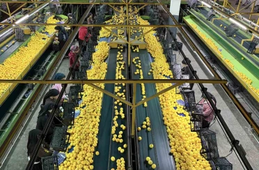 Yeni yıl öncesi narenciyede yoğun hasat 