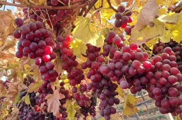 Yeni yılın üzümleri depodan değil bağdan 