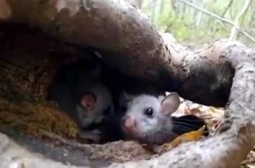 Yenice Ormanlarında ’Yediuyur’ yavruları görüldü 