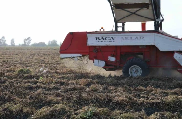 Yer fıstığında hasat: Üreticinin yüzü güldü, kuşlar da şölene katıldı 