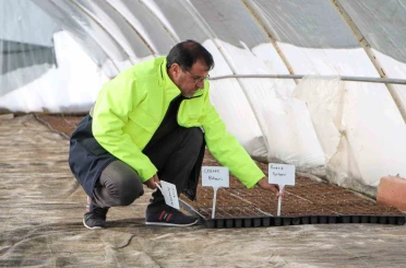 Yerel tohum toprakla buluştu, 300 bin fide çiftçilere ücretsiz dağıtılacak 