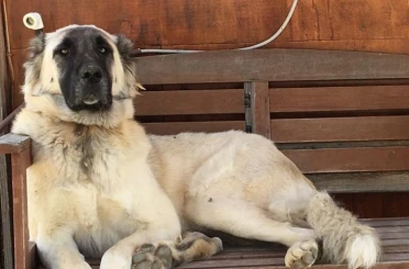 Yerleşim yerinde açılan ateş köpeği vurdu, inceleme başlatıldı 