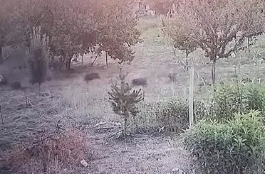 Yerleşim yerine inen domuz sürüsü kameraya yansıdı
