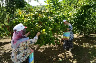 Yeşil altında orta kesim hasadı başladı: Samsun’da 115 bin ton fındık bekleniyor
