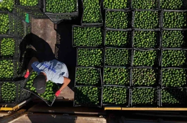 Yeşil Bodrum Mandalini Türkiye’nin dört bir yanına ulaşıyor 