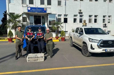 Yeşilbaşlı yaban ördeklerini avda mühre olarak kullanan avcılara 64 bin lira ceza 