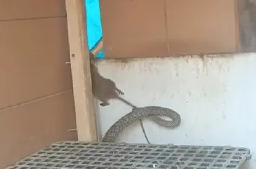 Yılanın fareyi yakaladığı anlar kamerada
