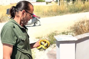 Yılanları çıplak elleriyle yakalayıp doğaya salıyor 