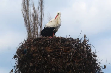 Yılın ilk leylekleri gelmeye başladı, ilk gören 1 çuval unu kaptı 