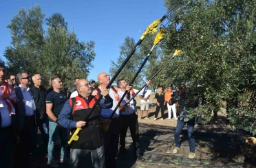 Yılın ilk zeytinyağı üretimi yapıldı 