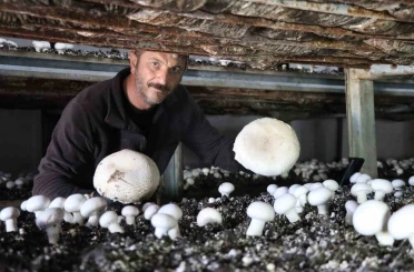 Yılın son mantar hasadı başladı 