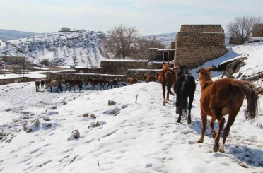 Yılkı atları fotoğrafçıların gözdesi oldu 
