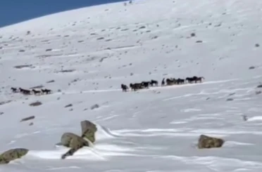 Yılkı atları karla kaplı doğada dans etti, o anlar cep telefonu kamerasına yansıdı 
