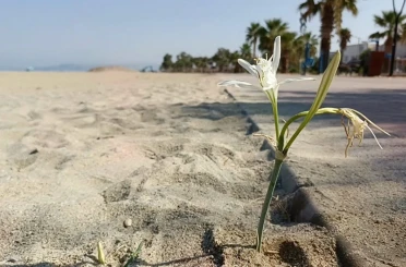Yıllar Sonra Kuşadası’nda Kum Zambağı Açtı 