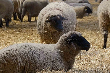 Yılların Merinos Koyunu’na yeni etçil rakip geldi: Bandırma Koyunu 