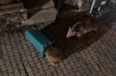 Yiyecek arayan ayı ve yavruları görüntülendi 