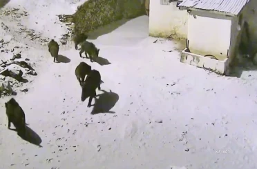 Yiyecek arayan domuz sürüsü köye indi 