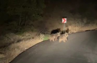 Yola inen iki yavru ayı görüntülendi 