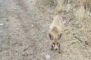 Yolda karşısına çıkan tilkiyi çerezle besledi
