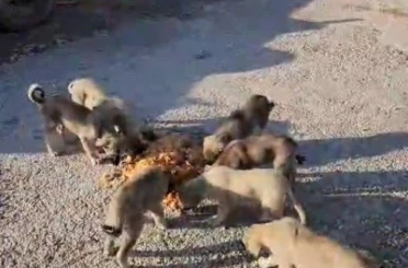 Yolda yalnız değiller: Bayburtlu şoför anne ve yavru köpekleri koca tencere yemekle besledi 