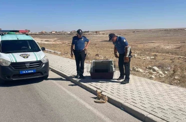 Yolda yaralı halde bulunan yavru tilki koruma altına alındı 