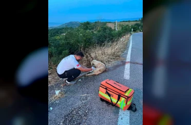 Yolda yaralı köpeğe ilk müdahaleyi sağlık ekipleri yaptı 