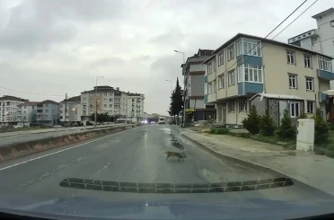 Yoldan geçerken arabanın altında kalan kedi koşarak kaçtı: O anlar araç kamerasına saniye saniye yansıdı 
