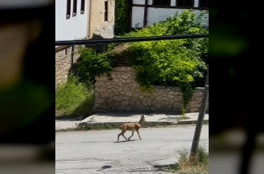 Yolunu şaşıran dağ keçisi ilçe merkezinde dolaşırken görüntülendi 