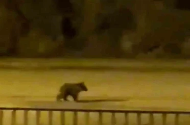 Yolunu şaşıran yavru ayı ilçe merkezine indi 