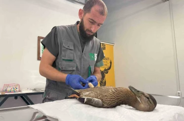 Yorgun ördeğe şefkat eli 