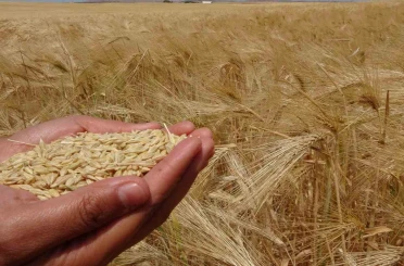 Yozgat’ta arpa hasadı başladı 