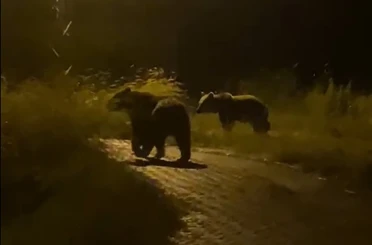 Yozgat’ta köy içerisinde iki ayı görüntülendi 