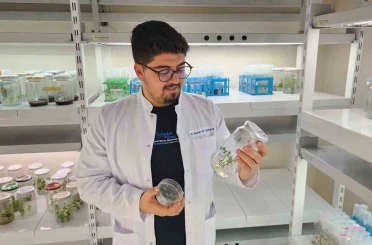 Yüksek antioksidan kapasiteye sahip yeni domates geliştirilecek 