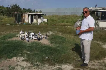 Yüksek sıcaklıklar taklacı güvercinleri de vurdu
